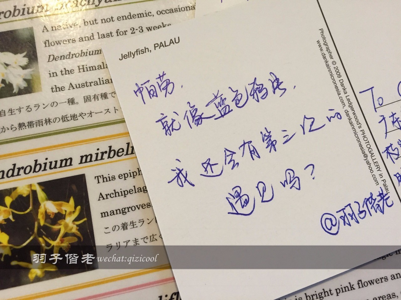 帕劳旅游发展的前景,去帕劳注意事项和必备品