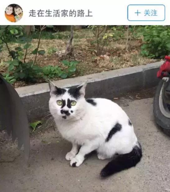成都流浪猫割双眼皮后的图片,给流浪猫割双眼皮