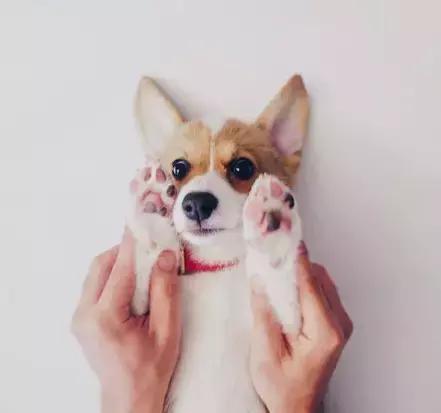 养了一只柯基,养了一只柯基和博美