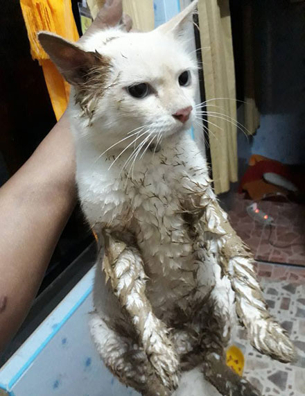 给猫咪敷面膜,猫咪面膜