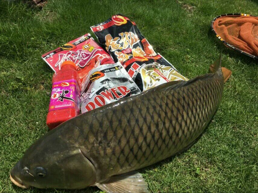 金龙经典饵料,媲美商品饵的鱼饵