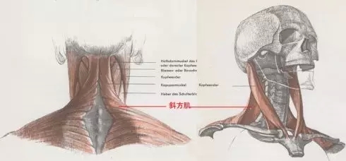 马甲线肩颈线,好看的肩颈比马甲线更好看