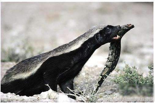 蜜獾厉害还是毒蛇厉害,蜜獾所有蛇都不怕吗