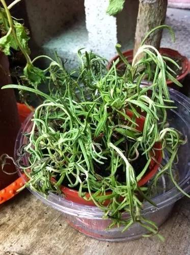 移栽的薄荷叶子蔫了怎么救活,种植的薄荷叶子枯萎怎么办