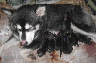 狗妈妈坐月子需注意什么,狗妈产后抑郁怎么办