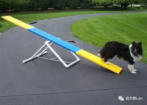 狗狗精力太旺盛了晚上醒了就叫,狗狗10分钟训练4个项目