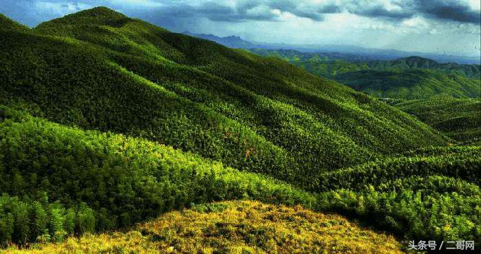 从身到心的清净！国内最美竹海你都去过吗？