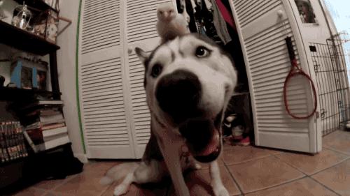 为什么可以养大狗不能养大猫,如何养好一只大狗