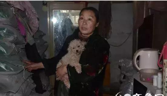 爱心传递：以领养代替购买，济宁300只狗狗求收留