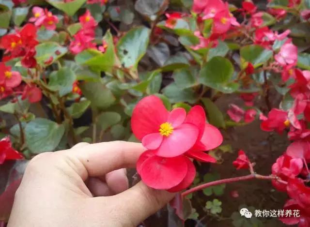 海棠到冬天叶片都掉光了,海棠到夏天就落叶
