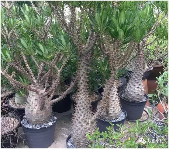 2019上海多肉展仙人球,2023泰国多肉展会直播