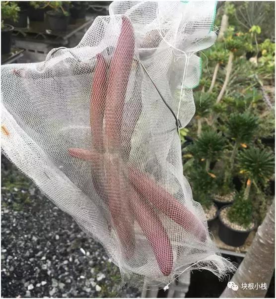 泰国多肉展会,仙人掌与多肉植物新品集粹