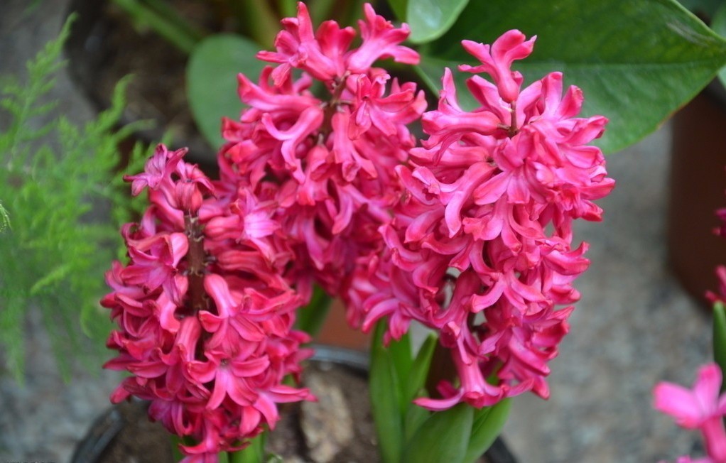 向日葵花语红玫瑰花语,蓝色妖姬的花语与红玫瑰花语