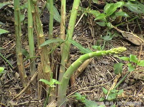 新鲜的芦笋种植技术,芦笋到底为什么被誉为蔬菜之王