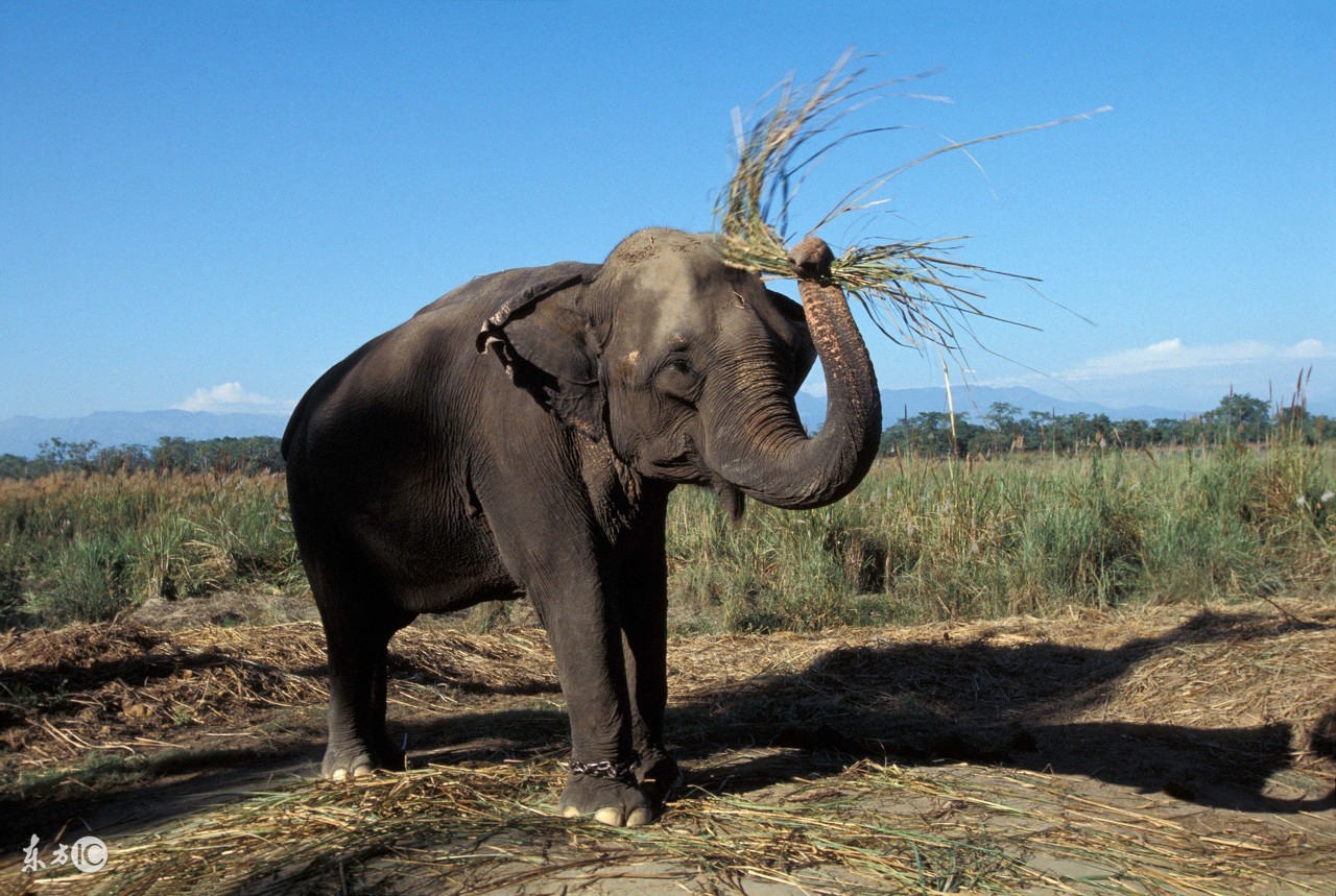 大象恃强凌弱踩死雏雁，大雁联合苍蝇青蛙智取强敌，最终以弱胜强