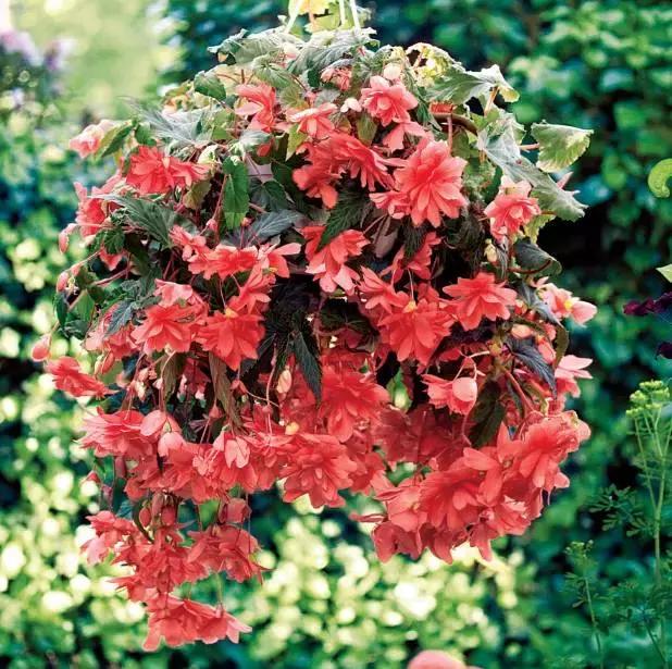 海棠到冬天叶片都掉光了,海棠到夏天就落叶