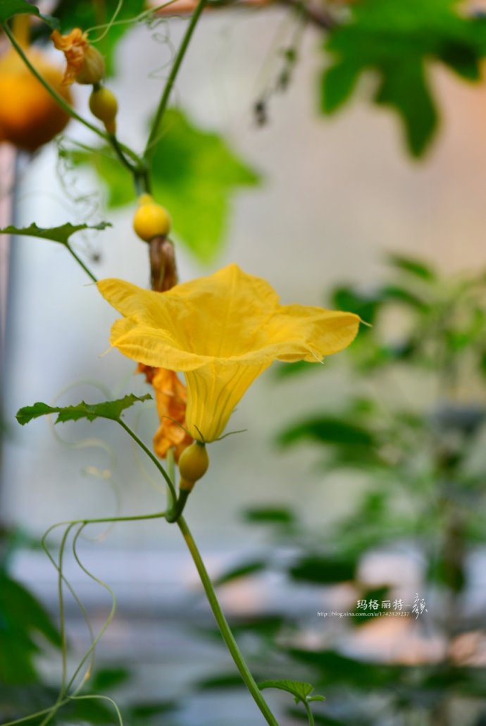 植物美图笔记~各种瓜（葫芦科植物）