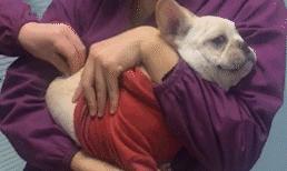 又一个迟到的理由·轮胎被犀牛顶了·