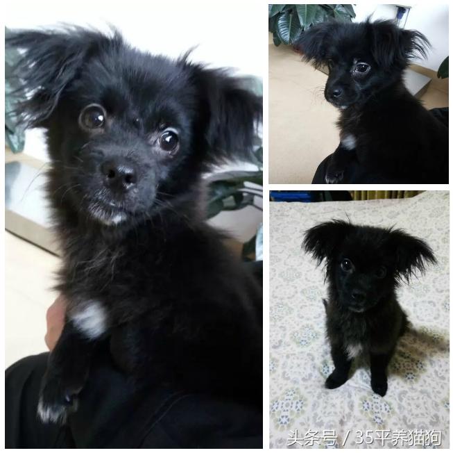 我和我的狗子们：养狗人的心醉幸福二三事儿