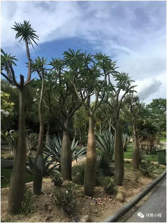 2019上海多肉展仙人球,2023泰国多肉展会直播