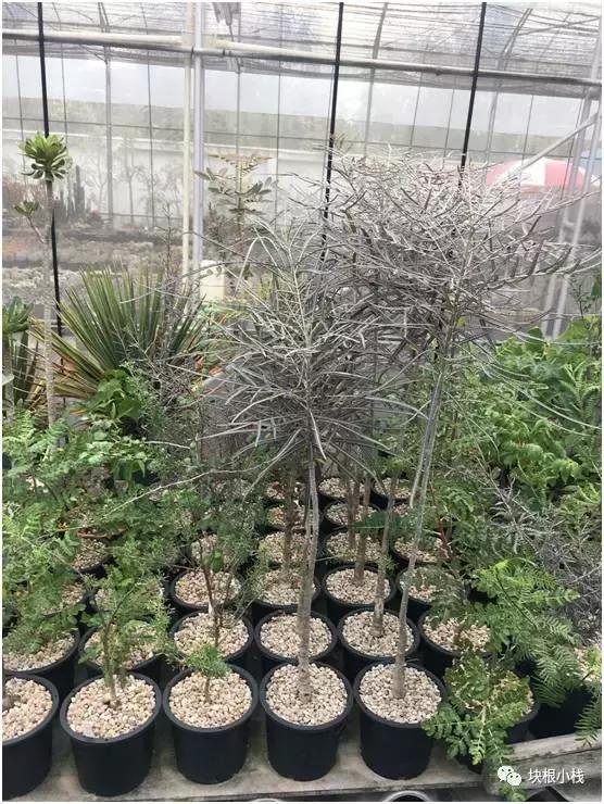 2019上海多肉展仙人球,2023泰国多肉展会直播