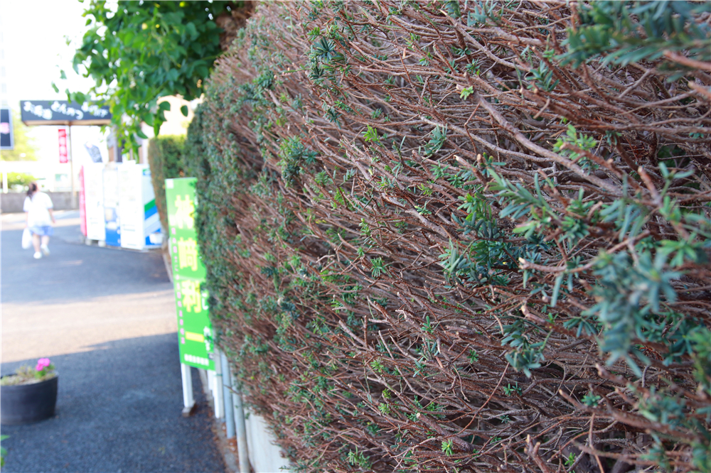 日本成田机场到市区最早几点,成田机场到东新宿