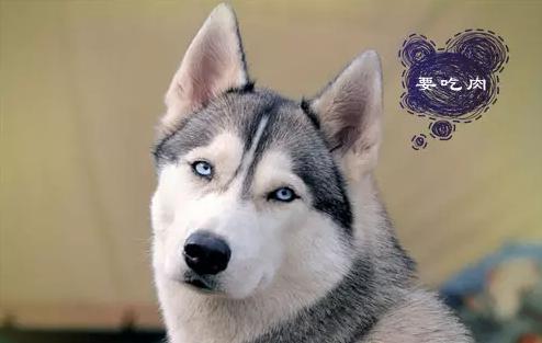 穿洋装说洋文结果背地里你居然是这样的玫斯？