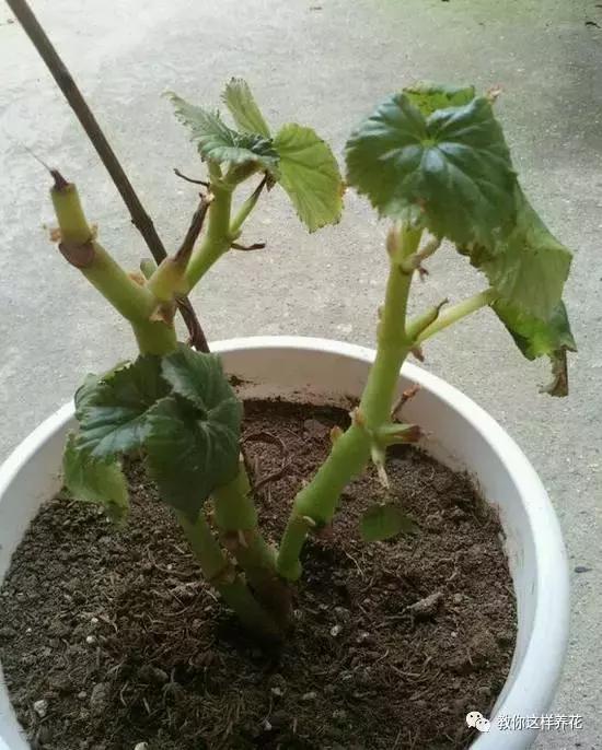 海棠到冬天叶片都掉光了,海棠到夏天就落叶