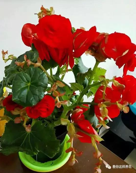 海棠到冬天叶片都掉光了,海棠到夏天就落叶