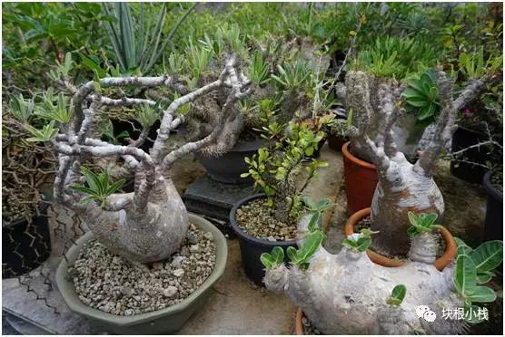 2019上海多肉展仙人球,2023泰国多肉展会直播