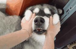 北京市酷迪宠物,酷迪宠物北京东城区