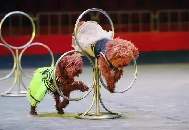 实探冰雪武汉,大马戏武汉市