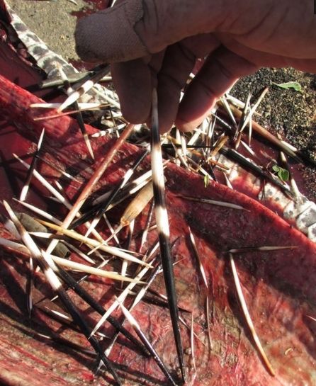 5米长的巨蟒离奇死亡,剥开肚子探索真相后惨不忍睹