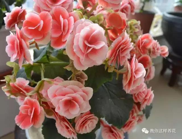 海棠到冬天叶片都掉光了,海棠到夏天就落叶