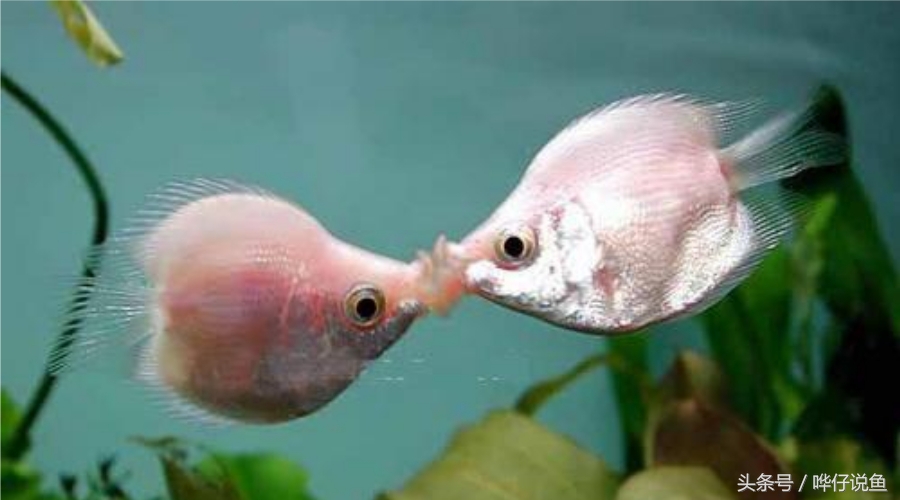 如何养好观赏鱼的正确方法,养观赏鱼新手入门教程视频