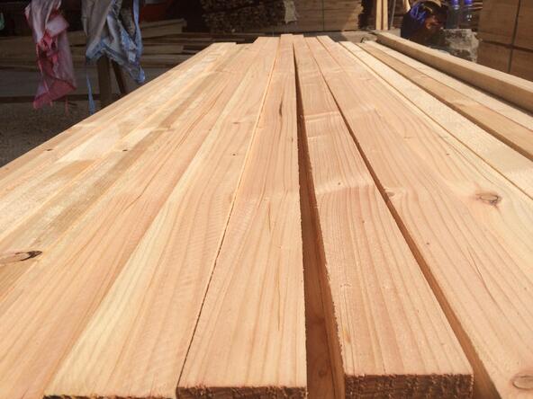 辐射松哪里来,辐射松生长特点是什么