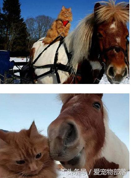 鍙互鎷夐洩姗囩殑鐚挭,浼氭媺闆﹪鐨勭尗