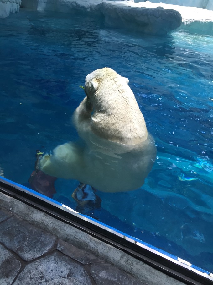 珠海长隆海洋王国游记作文,珠海长隆海洋王国一日游攻略