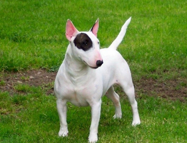 世界名犬排名前十名哪种最易训,十种名犬图及特色介绍