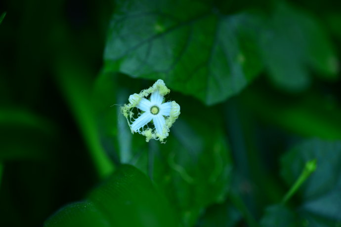 植物美图笔记~各种瓜（葫芦科植物）