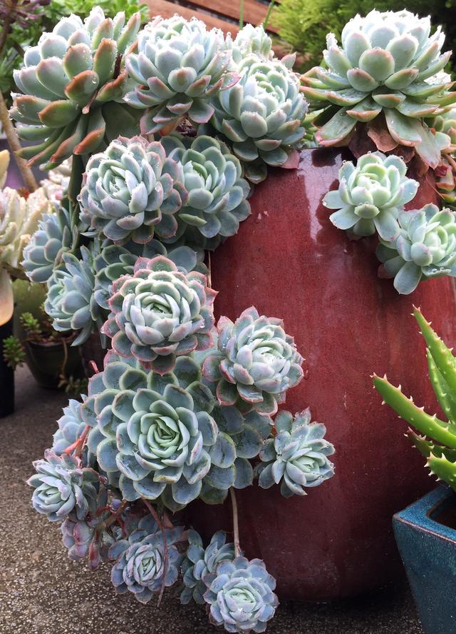 多肉植物澳大利亚墨尔本,墨尔本多肉