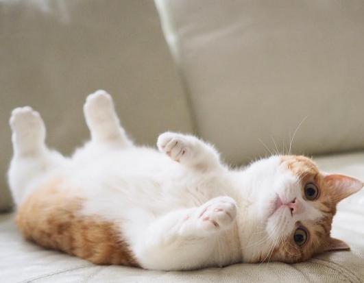 这对短腿兄妹猫，我可以在地上趴着看一整天