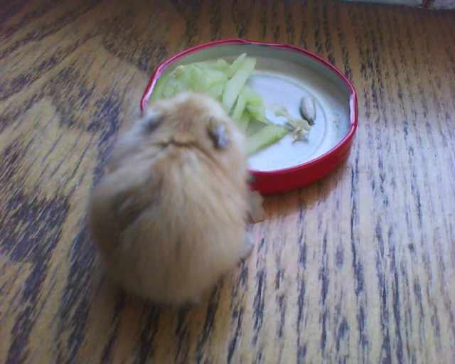 仓鼠在家开心玩耍,仓鼠突然有奇怪行为