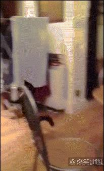 鱼缸养虾视频,鱼缸养大眼贼虾