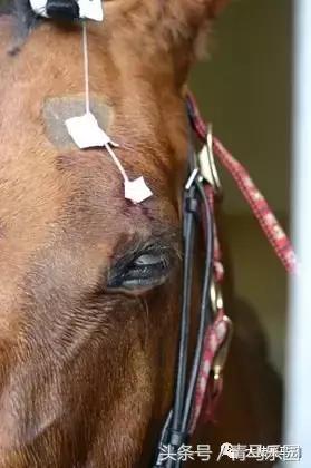 马生病怎么办最有效,马生病并发症