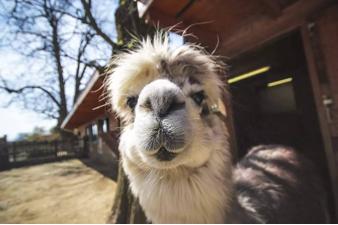 秘鲁神兽来袭,能给你的绝不只是表情包