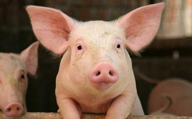 松针养猪的妙用,松针养猪有什么好处