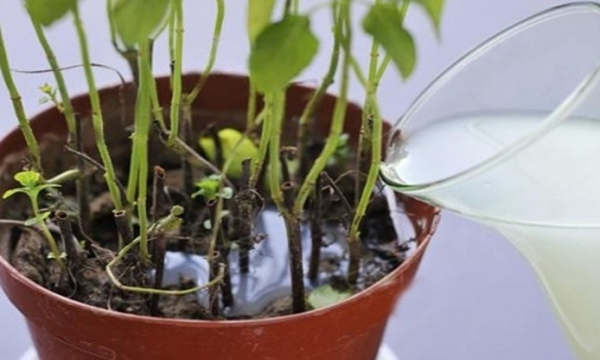 什么东西来调配浇花可以灭虫子,养花有小黑虫怎么消灭最彻底