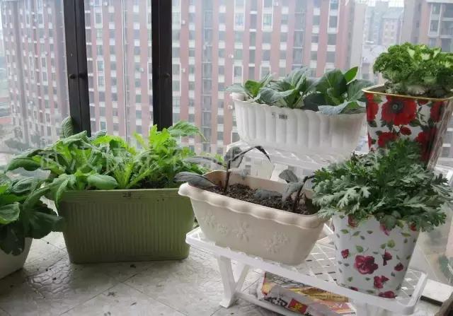 自家阳台上种的无公害绿叶菜,绿色蔬菜的种植方式是什么
