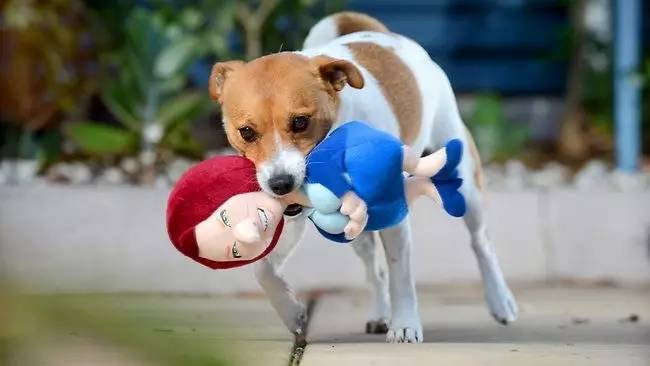 狗狗真的会等主人吗,狗狗性格随主人是真的吗